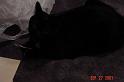 Local Caltech friendly black cat